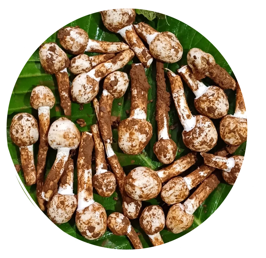 news section image_result