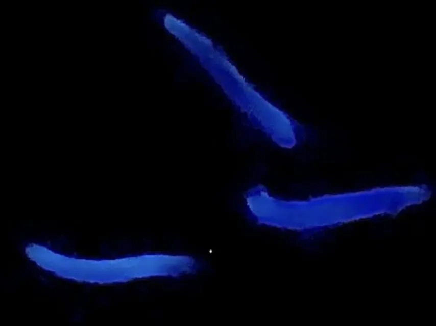 bioluminescent fungal gnats